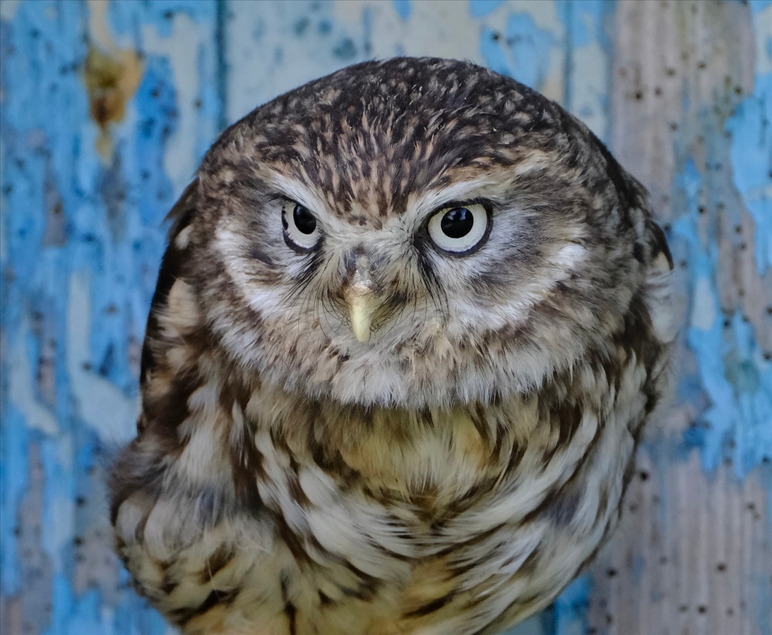 Little Owl - John Wilson - 3rd Place